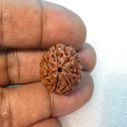 7 Mukhi Indonesia Rudraksha – Original & Certified Saat Mukhi Bead